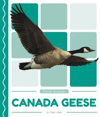 Gęsi kanadyjskie - Canada Geese