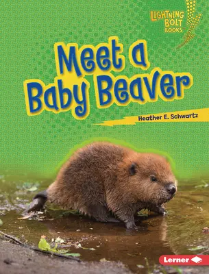 Poznaj małego bobra - Meet a Baby Beaver