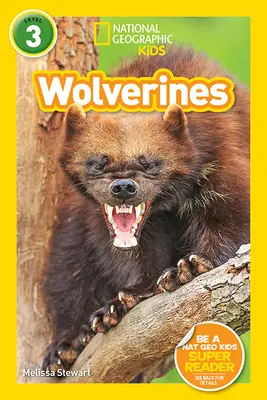 National Geographic Readers: Rosomaki - National Geographic Readers: Wolverines